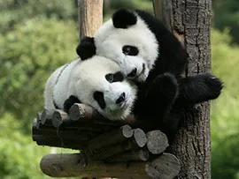Милые панды 