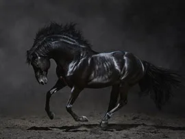 Черный конь