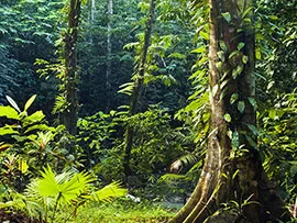 Тропический лес 