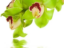 Ветка салатовых орхидей