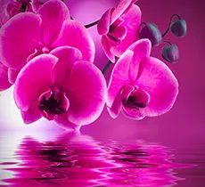 Пурпурные орхидеи