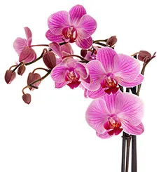 Ветка розовых орхидей