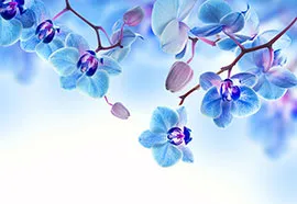 Голубые орхидеи