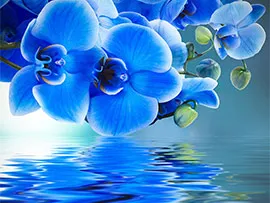 Синие орхидеи 