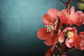 Цветки сакуры