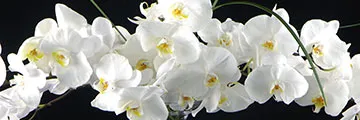 Ветка белой орхидеи 